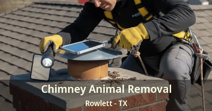 Chimney Animal Removal Rowlett - TX